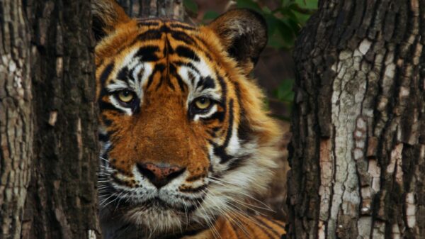 Warren Pereira’s Award-Winning Conservation Documentary ‘Tiger 24’ Available to Rent on Prime Video India